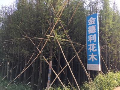 落羽杉