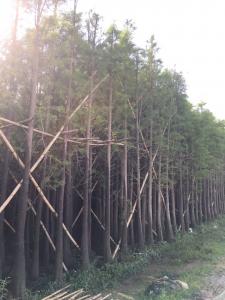落羽杉