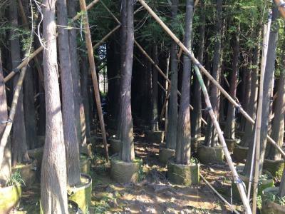 落羽杉